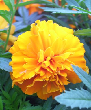 Marigold Medium